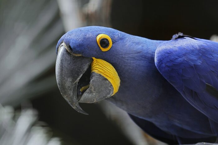 photograph of a hyacinth macaw (blue)