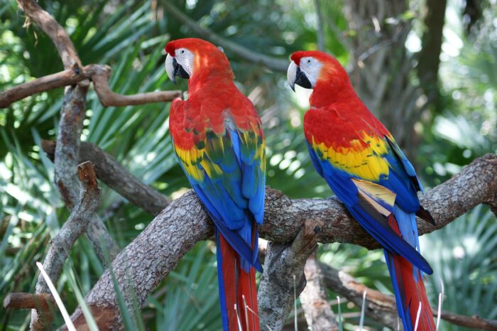 photograph of two red macaws resting on a branch