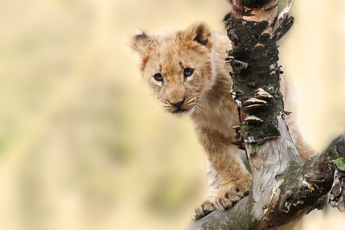 photograph of a little lioness 