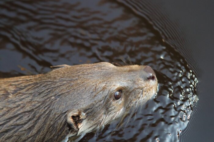 photograph of a swimming otter 
