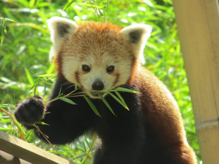 photograph of a red panda eating